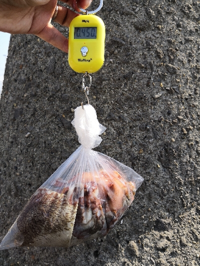 ショア蛸ラストスパート