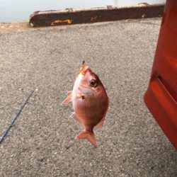 仕事帰りにちょっとアジングに……