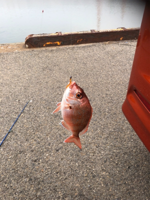 仕事帰りにちょっとアジングに……