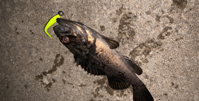 気温は暑いが釣果は涼しい