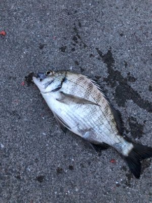 波止フカセ釣り