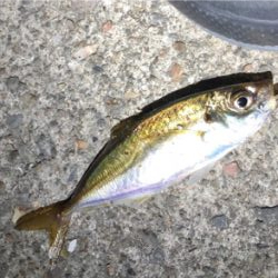 久しぶりアジング