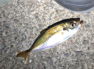 久しぶりアジング