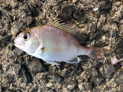 小物フィーバー…汗