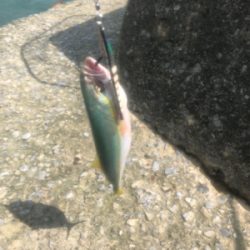 ショアジギング 道南津軽海峡