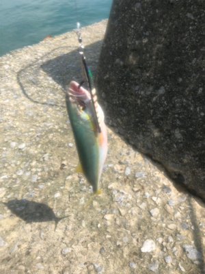 ショアジギング 道南津軽海峡