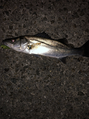 ライトゲーム遊び