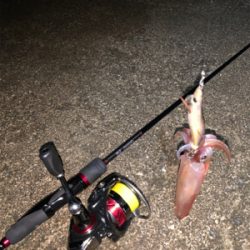 ケンサキイカ③