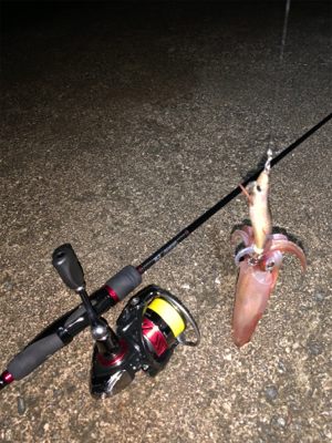 ケンサキイカ③