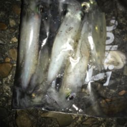 ケンサキ調査(^^)