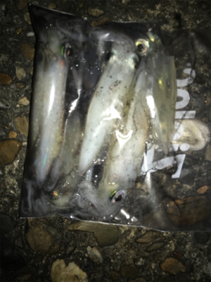 ケンサキ調査(^^)