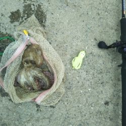 かもめ大橋→夢舞大橋へ