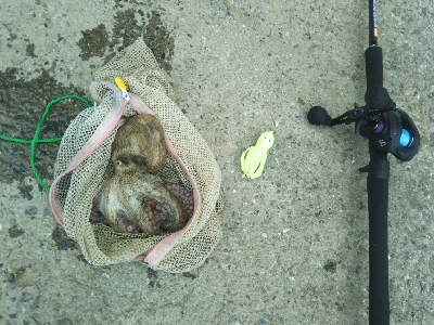 かもめ大橋→夢舞大橋へ