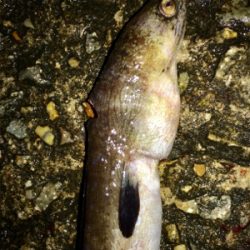 久しぶりの夜釣りと珍魚