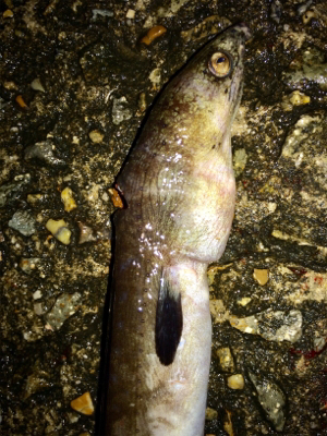 久しぶりの夜釣りと珍魚