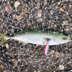 ハマチ・ツバス大爆釣!