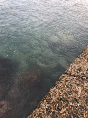 舞鶴ではどうか…