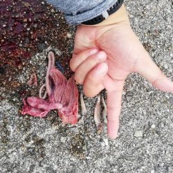 念願の今年初のハマチ!!!!