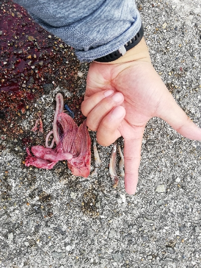 念願の今年初のハマチ!!!!