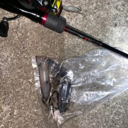 ケンサキイカ⑥