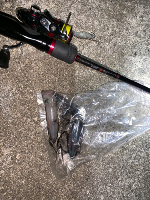 ケンサキイカ⑥