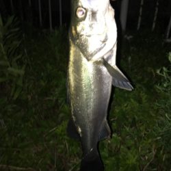 平日ナイトゲーム