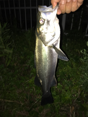 平日ナイトゲーム