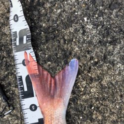 キャスティング鯛ラバ