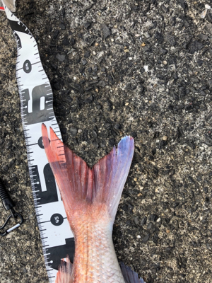 キャスティング鯛ラバ