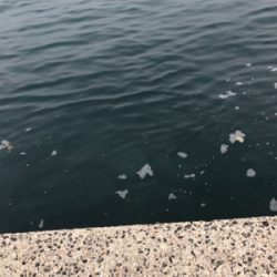 エギングしたくて