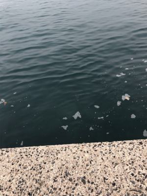 エギングしたくて