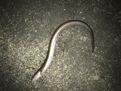 ちょこっと釣行