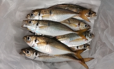 アジンガー1840〜1950