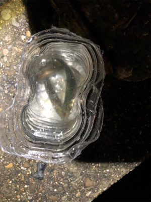 試合ついでの年1食コン釣行