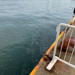 夜明けのオクトパッシング