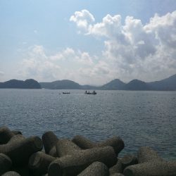 アオリイカ新子調査