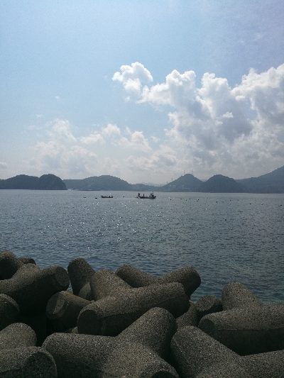 アオリイカ新子調査