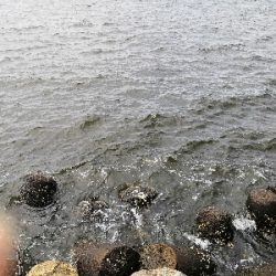 ショアタコ 700g強