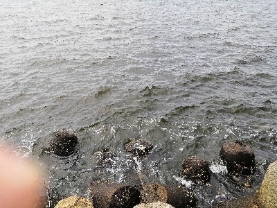 ショアタコ 700g強