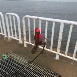 ツバスのませ時々タコ