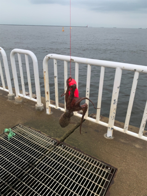 ツバスのませ時々タコ