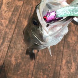 デイのシーバスは気持ちいい