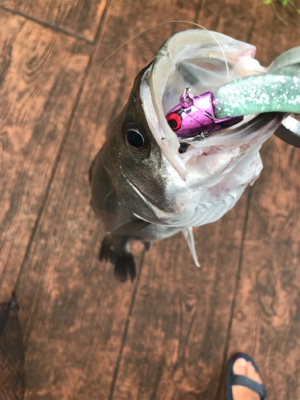 デイのシーバスは気持ちいい