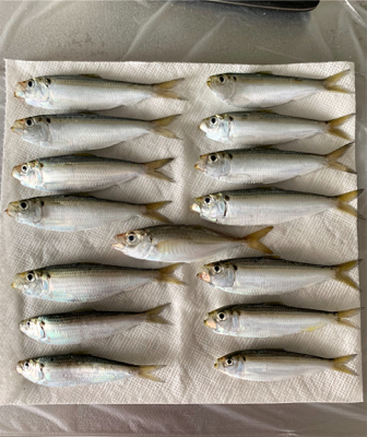 初心者釣り教室に参加しました。