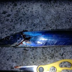 タチウオ　青物狙い