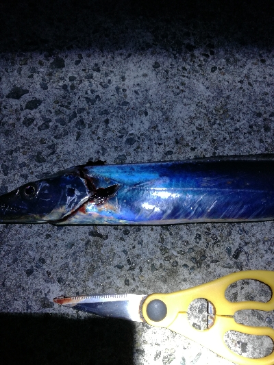 タチウオ　青物狙い