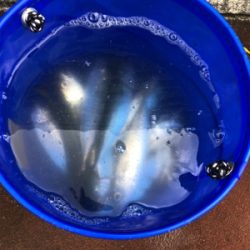 タチウオ調査兼ねての青物