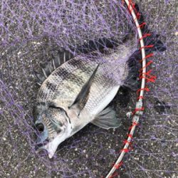 釣り解放区でフカセ釣り