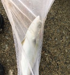 ハマチサイズまであと少し^_^