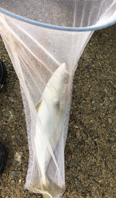 ハマチサイズまであと少し^_^